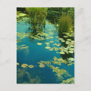 Koi Pond Vykort