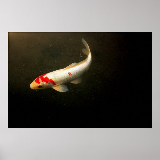 Koi Poster (Framsidan)