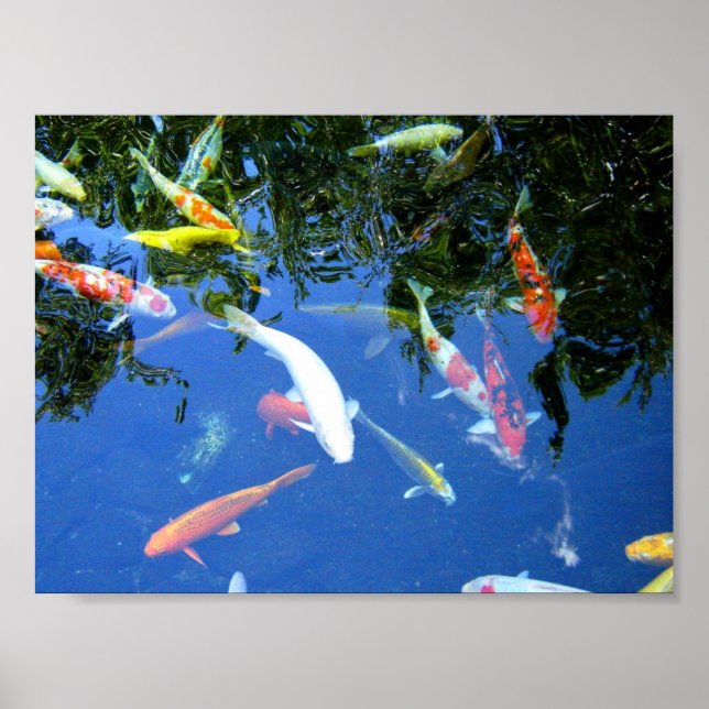 Koi Poster (Framsidan)