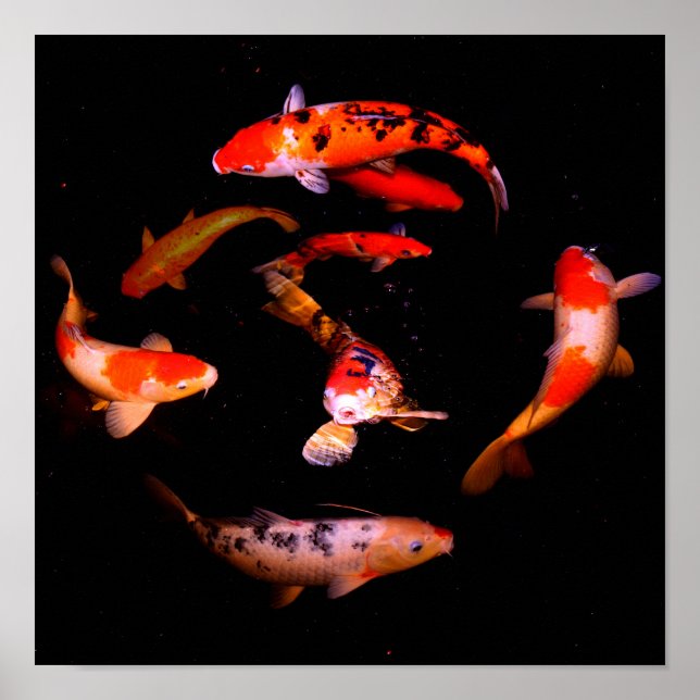 Koi Poster (Framsidan)