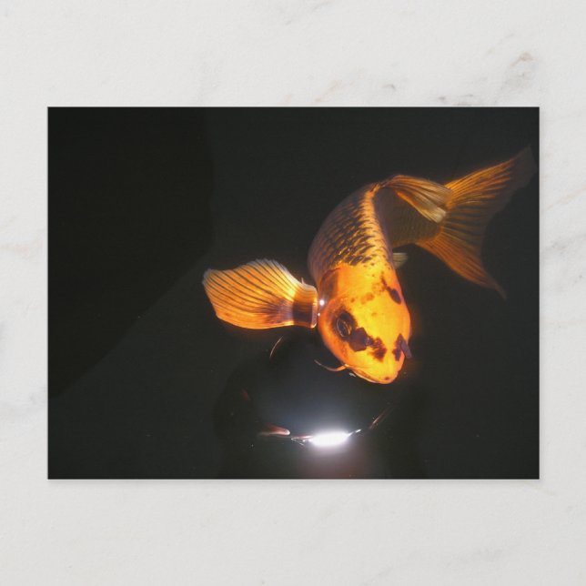 Koi-postkort beskärs inte vykort (Framsida)