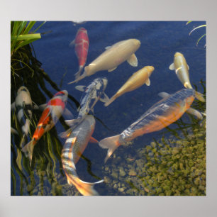 Koi skuggar in poster