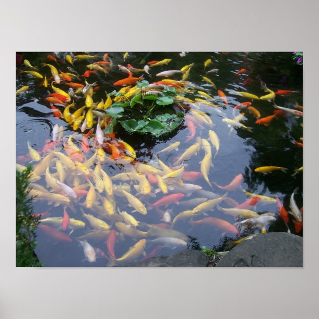 Koi Splendor Poster (Framsidan)