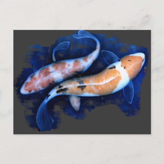 Koi Tango Vykort (Framsida)