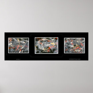 Koi Triptych Poster