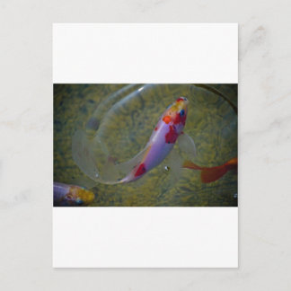 Koi Vykort