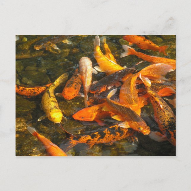 KOI VYKORT (Framsida)
