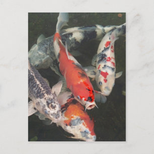 Koi Vykort