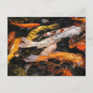Koi Vykort