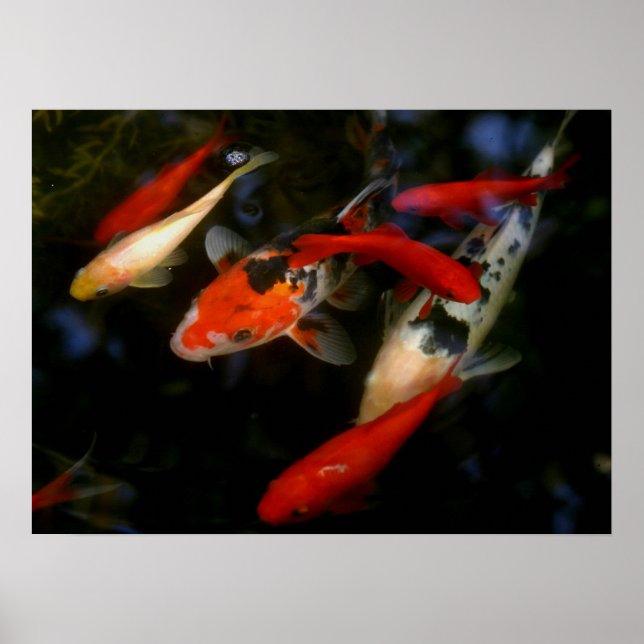 KOI ZEN POSTER (Framsidan)