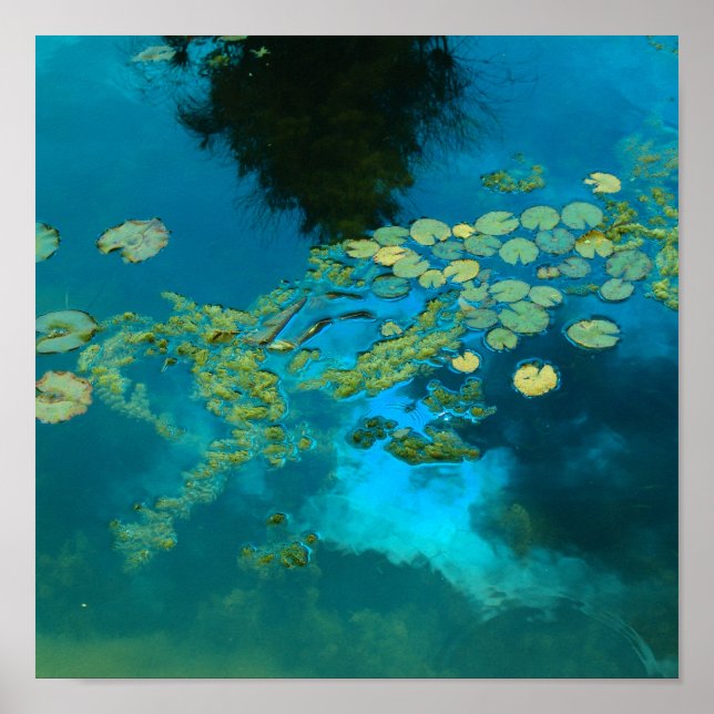 koiblå poster (Framsidan)