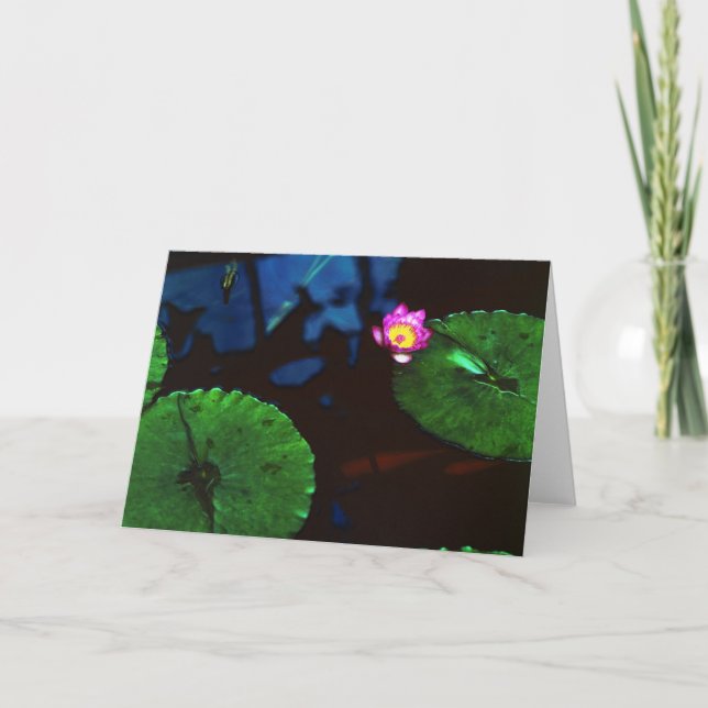 Koien Kort (Framsida)