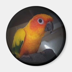 kojo den skräddarsy solconuren - magnet