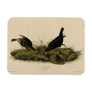 Kokapenfågel (Cowbird) Audubon's Birds of America Magnet