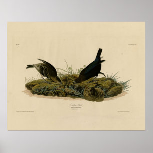 Kokapenfågel (Cowbird) Audubon's Birds of America Poster