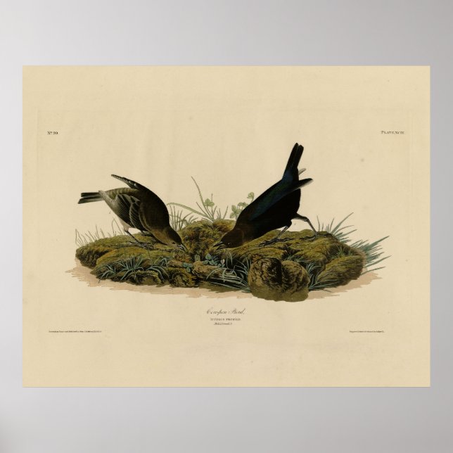Kokapenfågel (Cowbird) Audubon's Birds of America Poster (Framsidan)