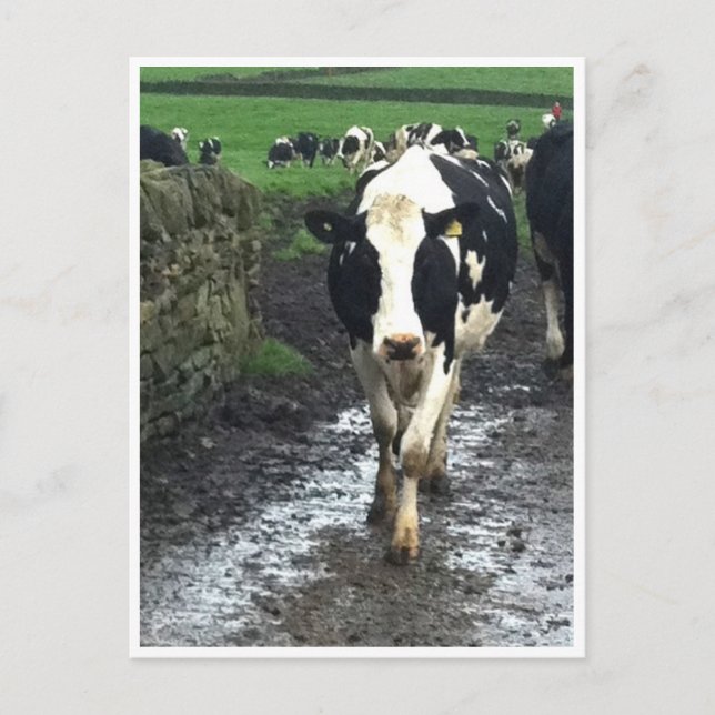 "Kökens Kom hem Vykort (Framsida)