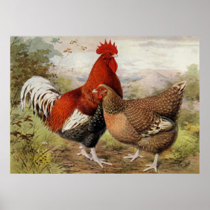 Köket Cute tupp och kycklingköket Land Poster