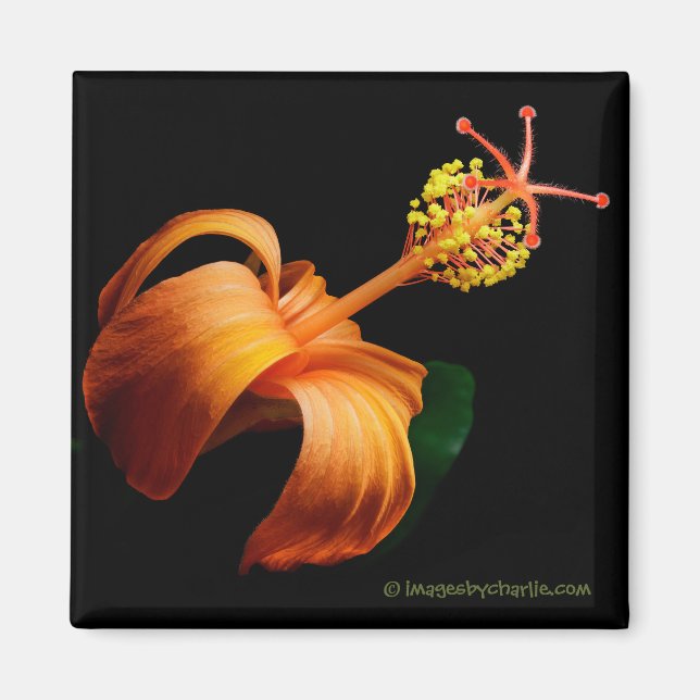Kokio Native Hawaiian Hibiscus Flower Magnet (Framsidan)