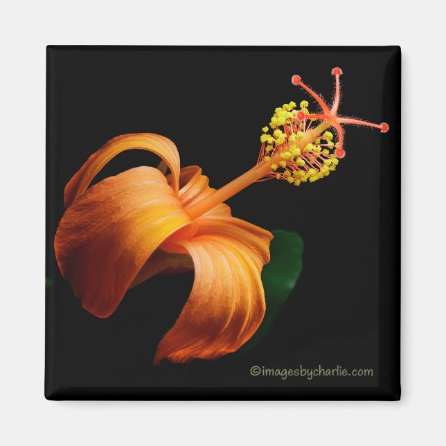 Kokio Native Hawaiian Hibiscus Flower Magnet (Framsidan)