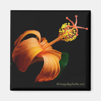 Kokio Native Hawaiian Hibiskus Blomma Magnet