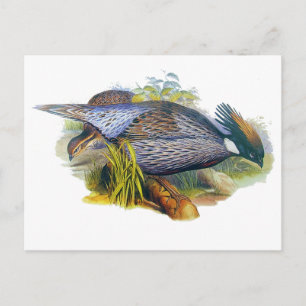 Koklass Pheasant Vykort