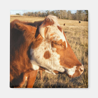 Kokmagnet: Finare Magnet