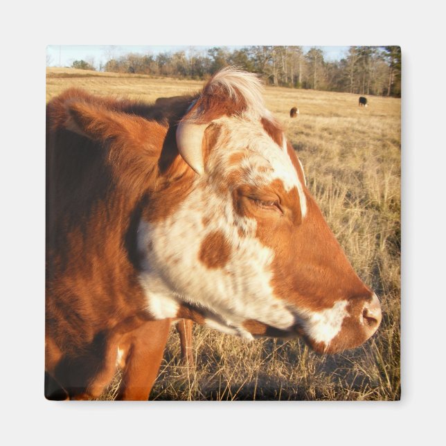 Kokmagnet: Finare Magnet (Framsidan)