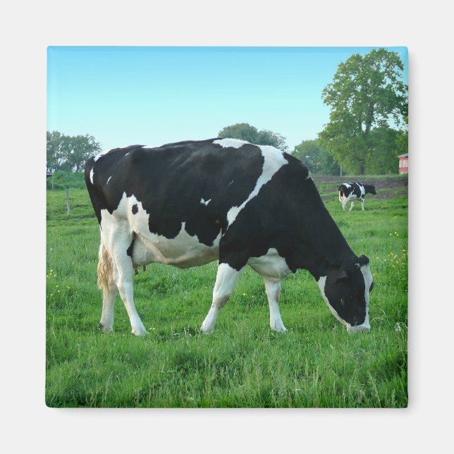 Kokmagneter Magnet (Framsidan)