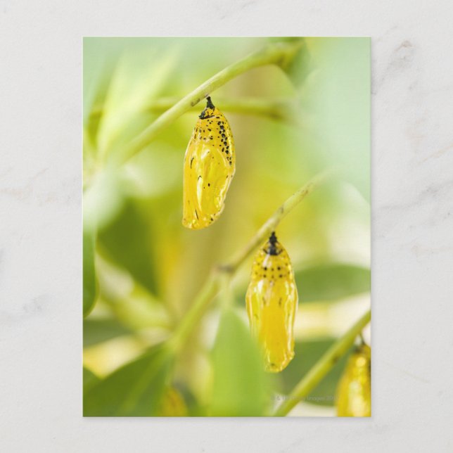 Kokong av den pappra drakefjärilen, Okinawa Vykort (Framsida)