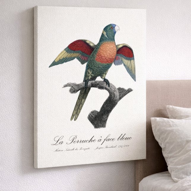 Kokoslorikit, Trichoglossus haematodus Canvastryck (Coconut Lorikeet, Trichoglossus haematodus. Canvas Print)