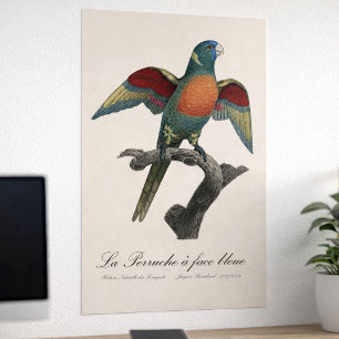 Kokoslorikit, Trichoglossus haematodus Poster