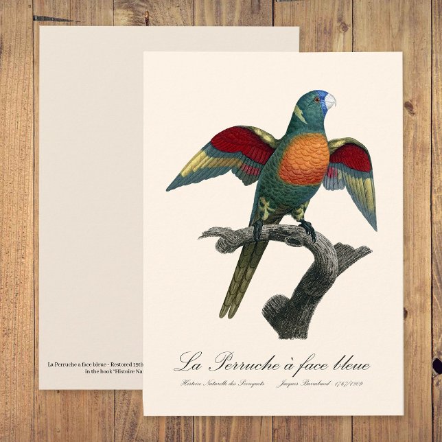 Kokoslorikit, Trichoglossus haematodus Tack Kort (Coconut Lorikeet, Trichoglossus haematodus. Thank You Card)