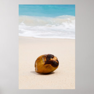 Kokosnöt på en tropisk strand poster