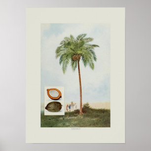 Kokosnöt Poster