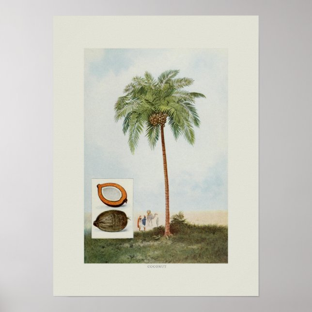 Kokosnöt Poster (Framsidan)