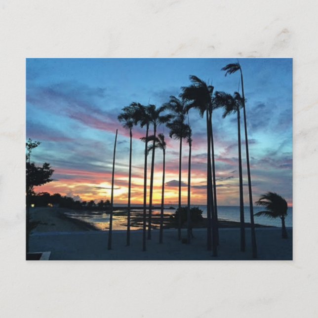 Kokosnöt vid stranden vykort (Framsida)