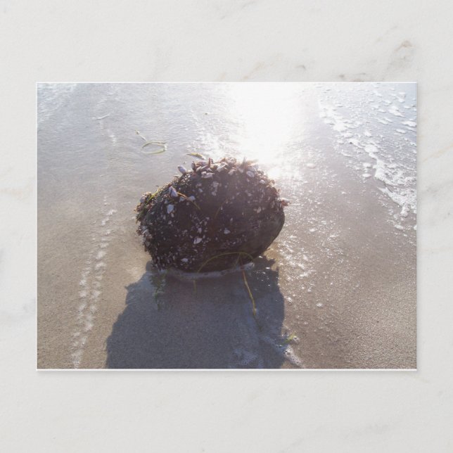 Kokosnöt Vykort (Framsida)