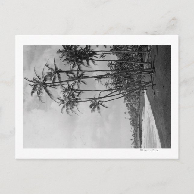 Kokosnöthandflatan - hawaianska öar fotograferar vykort (Framsida)