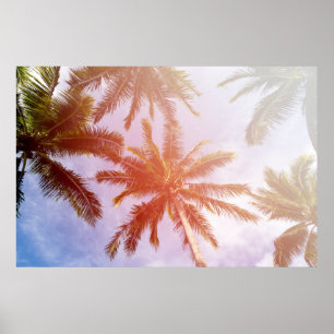 Kokosnötpalmträd med solljus poster