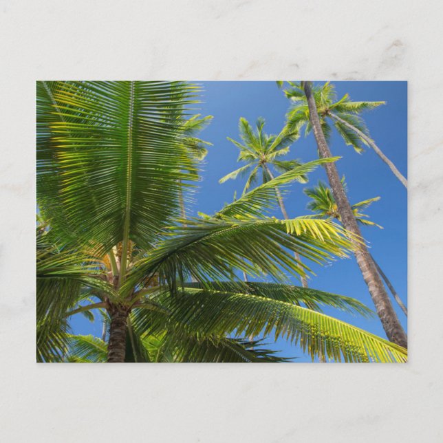 Kokospalm, Pu'uhonua o Honaunau 1 Vykort (Framsida)