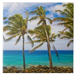 Kokospalmer (Cocos nucifera) som svajar i Kakelplatta