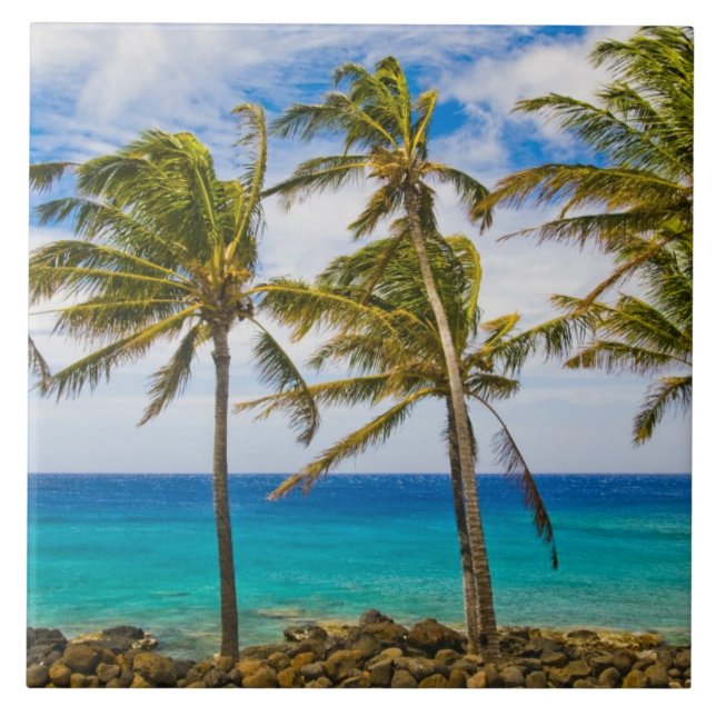 Kokospalmer (Cocos nucifera) som svajar i Kakelplatta (Framsidan)