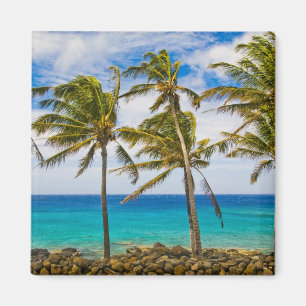 Kokospalmer (Cocos nucifera) som svajar i Magnet