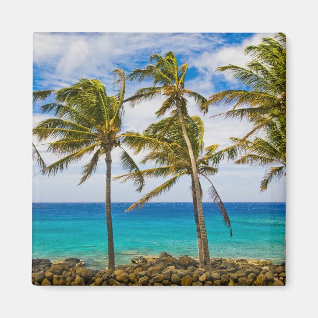 Kokospalmer (Cocos nucifera) som svajar i Magnet (Framsidan)
