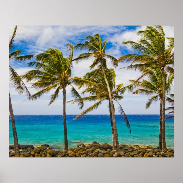 Kokospalmträd (Cocos nucifera) som svajar i Poster (Framsidan)
