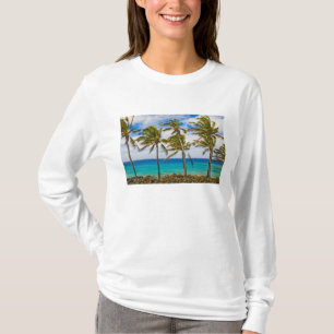 Kokospalmträd (Cocos nucifera) som svajar i Tröja
