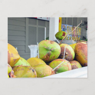 Kokosvatten Key West FL Kokosnötter Postkort Vykort