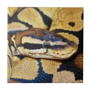 Kokt Boll Python Closeup Kakelplatta
