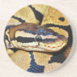 Kokt Boll Python Closeup Underlägg